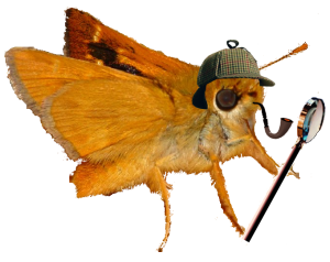 Lepidopteran Detective