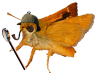 Lepidopteran Detective