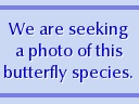 Parnassius phoebus behrii