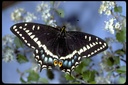 Papilio indra