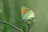 Callophrys dumetorum