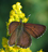 Lycaena mariposa