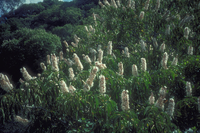 Aesculus californica