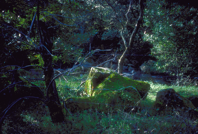 Riparian forest floor