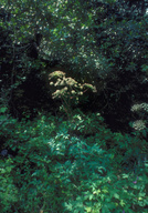 Angelica californica