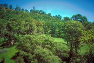 Blue Oak Woodland