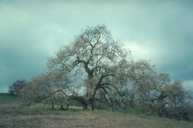 Valley Oak