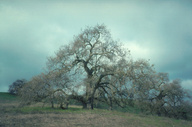 Valley Oak