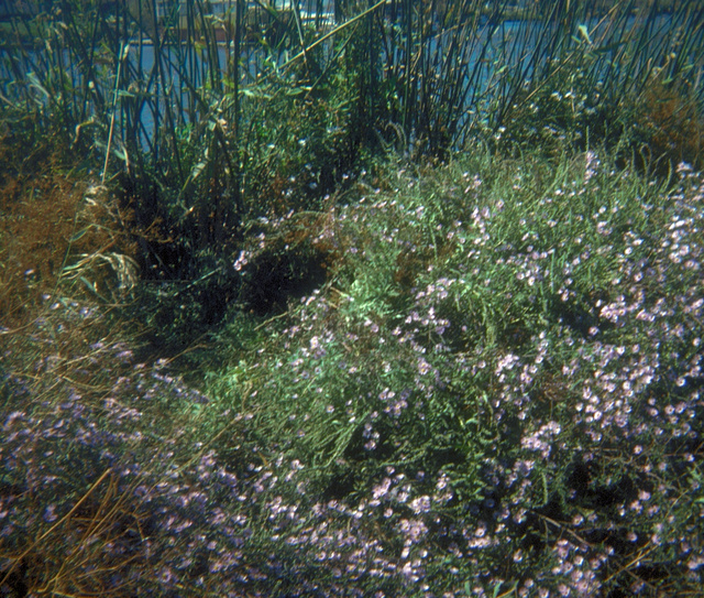 Aster lentus