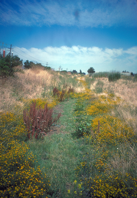 Dry creekbed