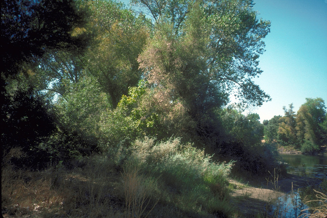 Riparian vegetation