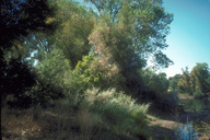 Riparian vegetation