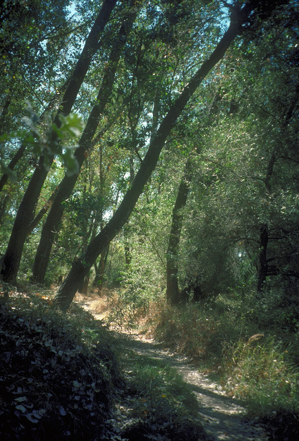 Trial in Riparian