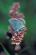 Plebejus acmon on Knotweed