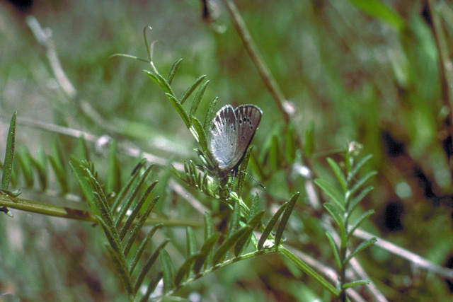 Glaucopsyche lygdamus on vetch