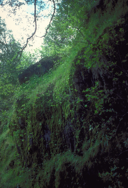 Weeping Rocks _2