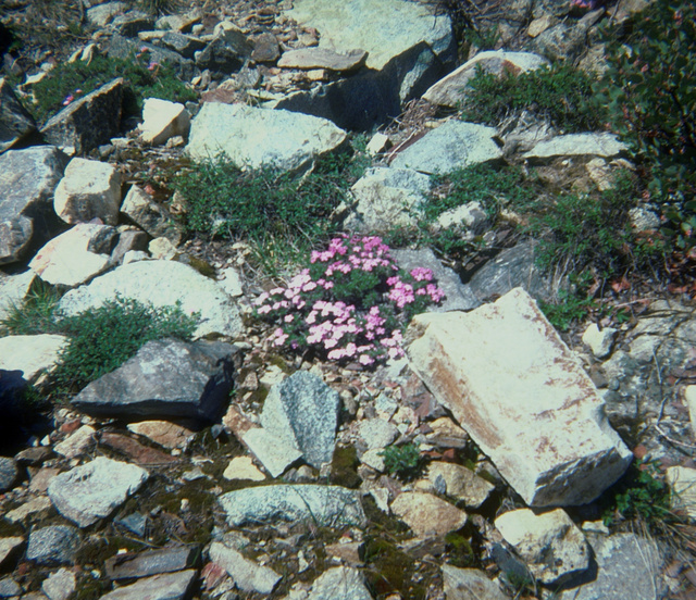 Phlox