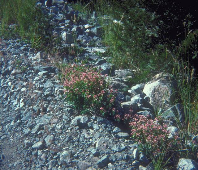 Pink Dogbane