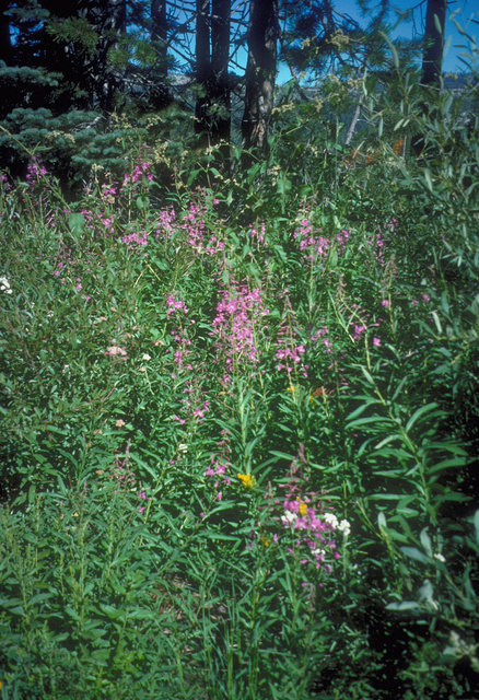 Fireweed