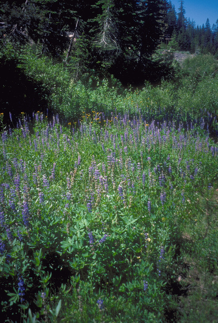 Lupine