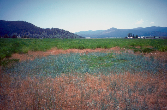 Vernal pool