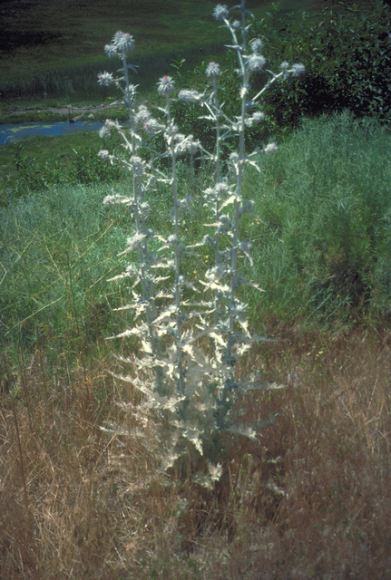 Native Thistle