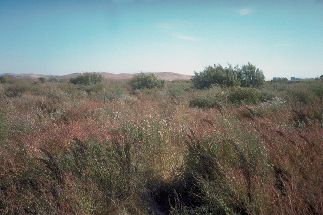 Vegetation on landfill near Wildlife Center