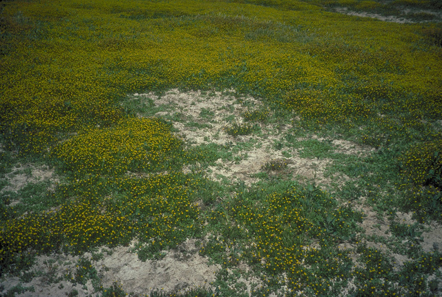 Brass Buttons and Sea Purslane