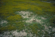 Brass Buttons and Sea Purslane