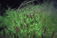 Pitcher Sage