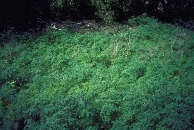 Poison Hemlock