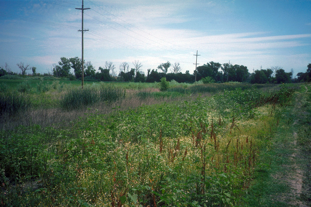 Yolo Bypass_2