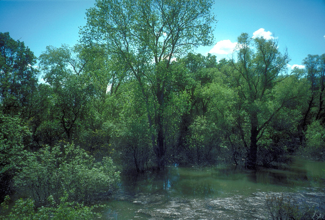 Flooded Bypass