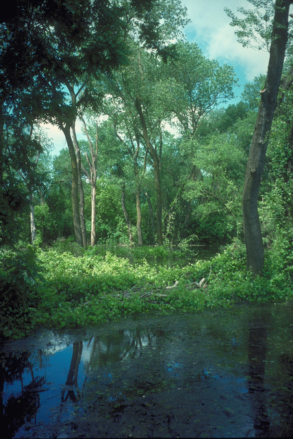 Flooded riparian habitat