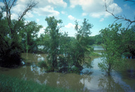 Vernal pool in flood year