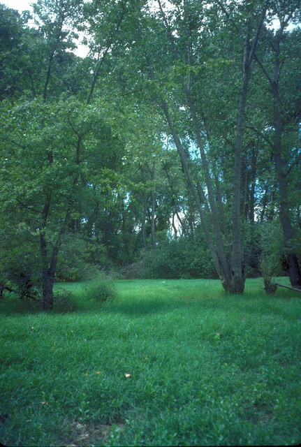 Annual-grass carpet