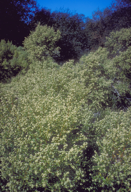 Coyotebrush