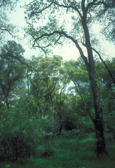 Oak Woodland