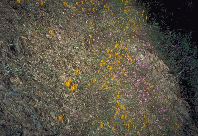 Mixed stand of wildflowers