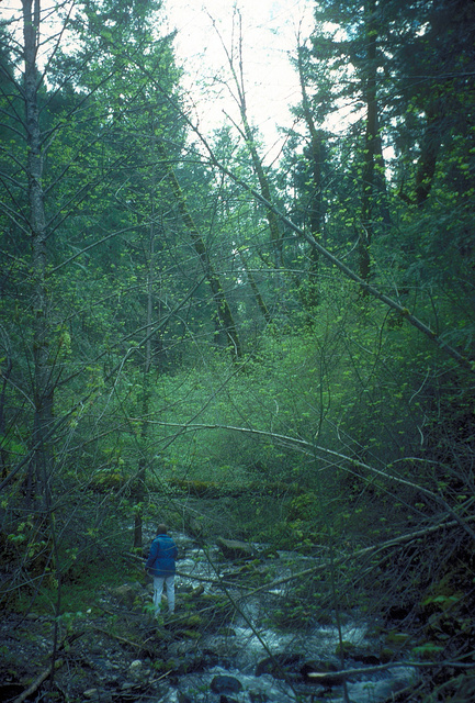 Stream with riparian vegetation