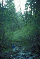Stream with riparian vegetation