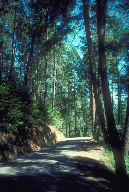 Road in Yellow Pine forest