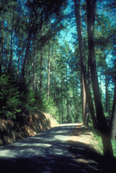 Road in Yellow Pine forest