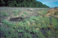 Alkali mallow and perennial grass