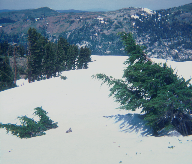 Mountain Hemlocks