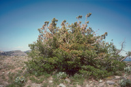 Krummholzed pine at tree line
