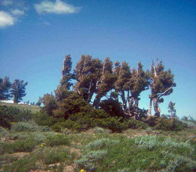 Tree line