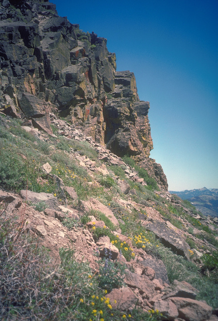 Alpine rock garden