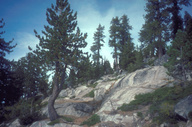 Jeffrey and Lodgepole Pines