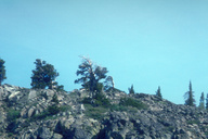 Tree-line on granodiorite